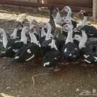 بط بح في المجمعه