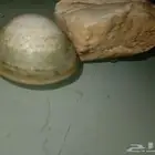 صدفه مغلقه وحجر النديم