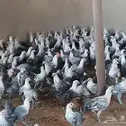دجاج فيومي شبابي