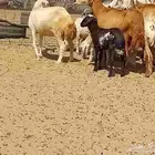 غنم خلفات رفيديه طيبه العدد 8 بي الفحل تحتها 8