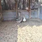 طقم وز مرتب_الطرف.