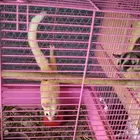 جوز سنجاب طائر