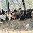 دجاج بلدي للبيع في العيدابي