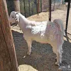 تيوس جذعان سمان