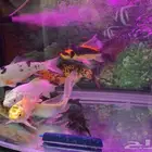 اسماك كوي اندونيسي سلالات ممتازة