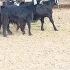 معزه دفيع العدد 3 ارس