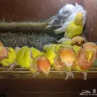 فروخ كروان و روز يصلحون للهدد