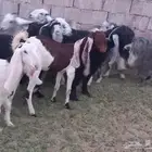 غنم للبيع