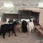 معزا 11راس