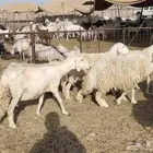 خلفات عددها 23 تحتها 17