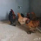 دجاج براهما ألماني جامبو