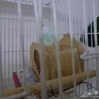 زوج بادجي منتج مشروط