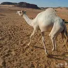 قعود ولد خطير ابن قويني للبيع
