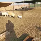 غنم حريات خلفات