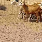 غنم خلفات رفيديه طيبه العدد 8 بي الفحل تحتها 8