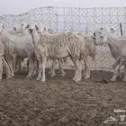 ضان حري ولد ودفيع