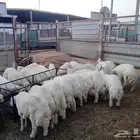 مؤسسة الجود لبيع المواشي تيوس طليان سواكني طليان حري