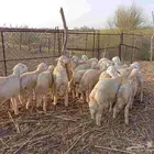 ماشاء الله تبارك الله   طليان ذبايح نظيفة ماشاء الله العدد