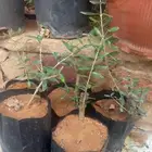 شتلات زيتون صوراني