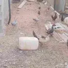 بط مصري