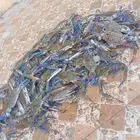 سمك كبوريا طازج