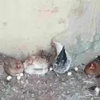 دجاج بياض