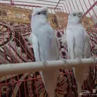 ماشاء الله تبارك الله جوز بادجي هوقو هولندي منتج