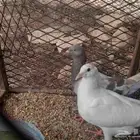 حمام فرنسي سوبر جامبو للبيع جوز