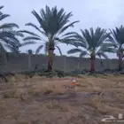 نخل للبيع برحي وسكري