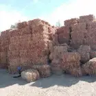 دره جيزانيه جديده وبرسيم مخلوط رودس