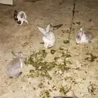 ارانب بلدي للبيع