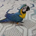 مكاو حمامه هدد