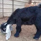 تيس عارضي صنف