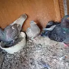 للبيع جوز مصري مع عياله