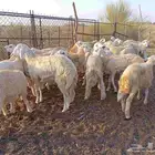 طليان ذبايح