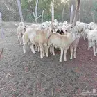 طليان العدد 30