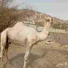 جمل ثني