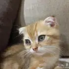 سكوتش تربل فولد