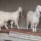 ماعز عوارض بكاير