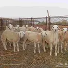 طليان حريه العدد 18 و 2رخل   ماشاء الله تبارك الله