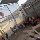 دياكه للبيع صحه وحجم ماشا الله كله عربي الموقع ميدان الملك