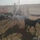 تيس فحل جذع فاخر وعنز مضرع
