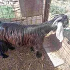 عنز عارضي