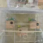 للبيع عصافير حب على السوم