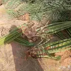 السلام عليكم زبائننا الكرام يوجد لدينا نخيل اسعار طيبه