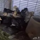 سمان وصوص دجاج