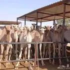 حاشي طيبه للبيع (خصم خاص للكميات)