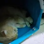 قط سكوتش فولد للتبني