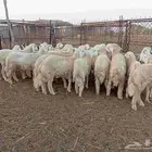 طليان ذبايح نظيفة ماشاء الله تبارك الله العدد 30