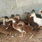 بط خظاري ب25 ريال جمله فقط